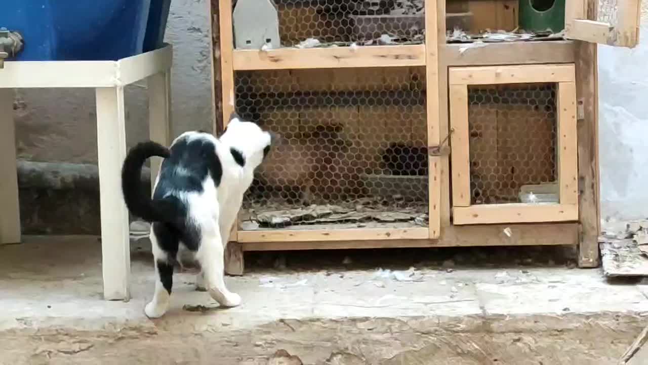 گربه گم شده در صفاییه بیگدلی|حیوانات|قم, صدوق|دیوار