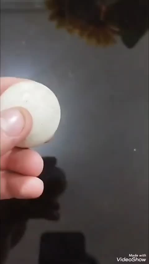 سنگ الماس اسیاب اصلی|کلکسیون اشیاء عتیقه|ملارد, |دیوار