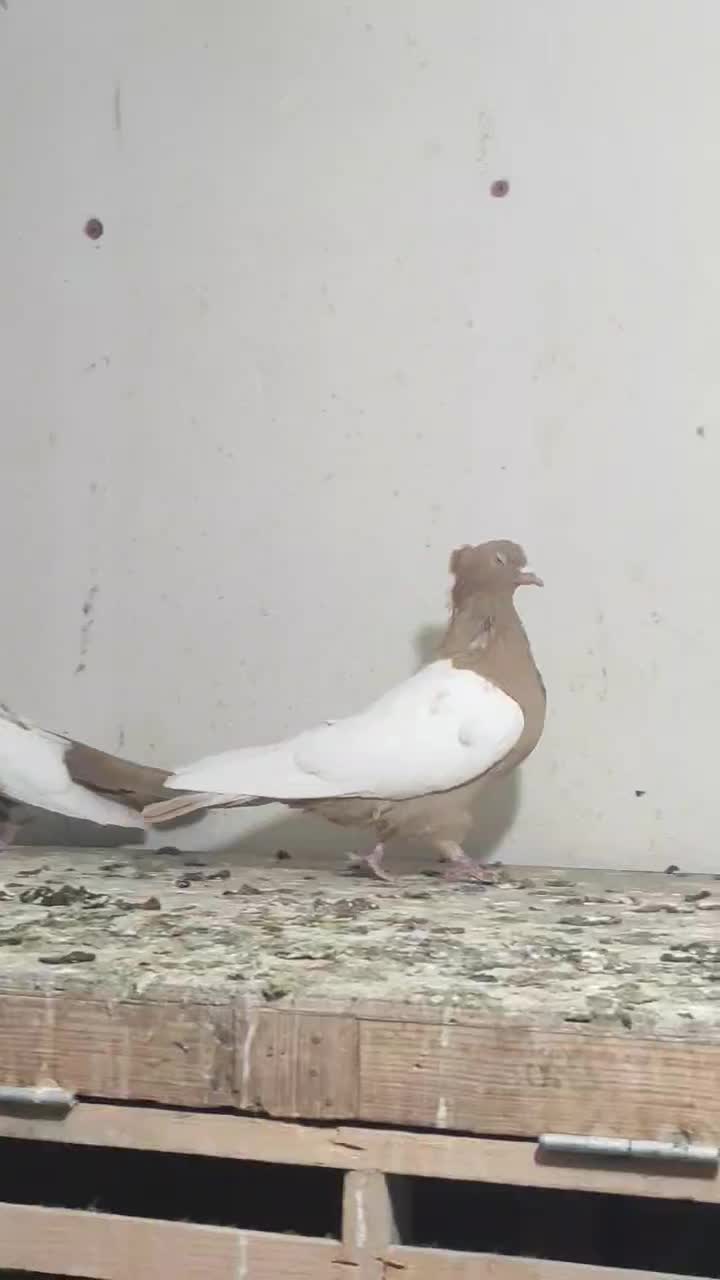 کبوتر آلمانی و رنگی همه پرشی|پرنده|گنبد کاووس, |دیوار