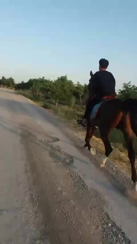 اسب نریان ۷ساله|اسب و تجهیزات اسبسواری|مشهد, همت آباد|دیوار