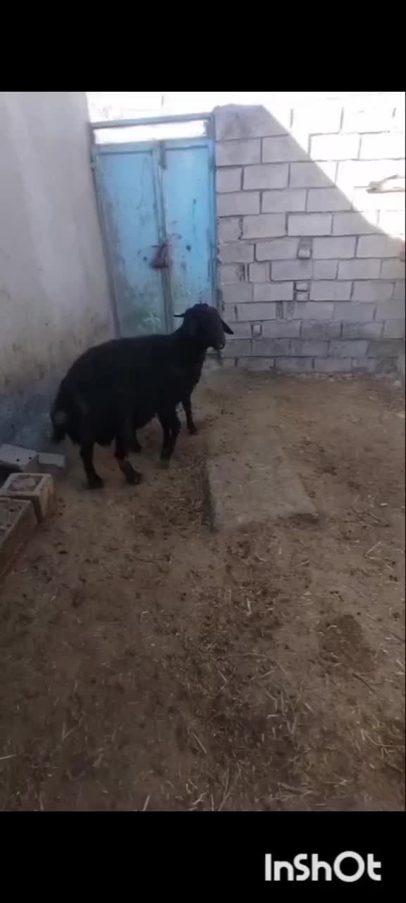 قوچ قزل|حیوانات مزرعه|مهاجران, |دیوار