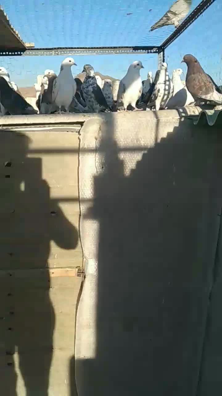 کفتریجایی|پرنده|تهران, مسعودیه|دیوار