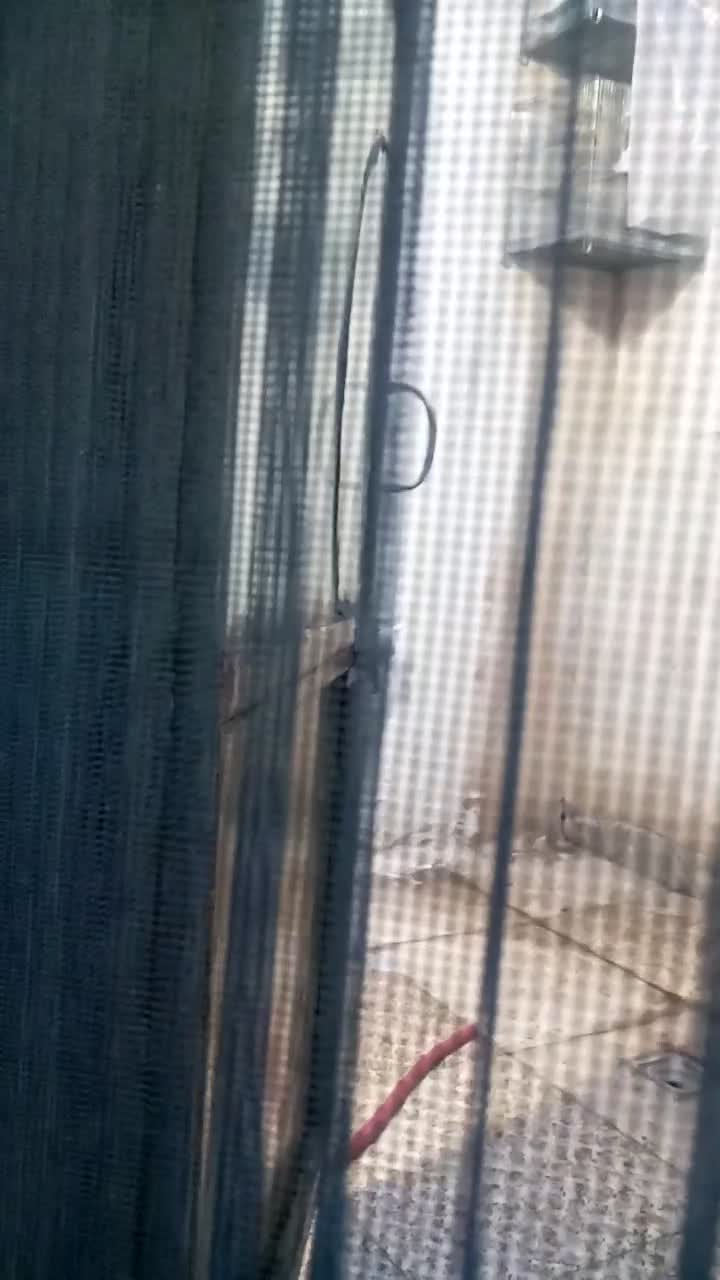 سهره نر. حنجره دار کشیده .|پرنده|اسلامشهر, شهرک محمدیه|دیوار