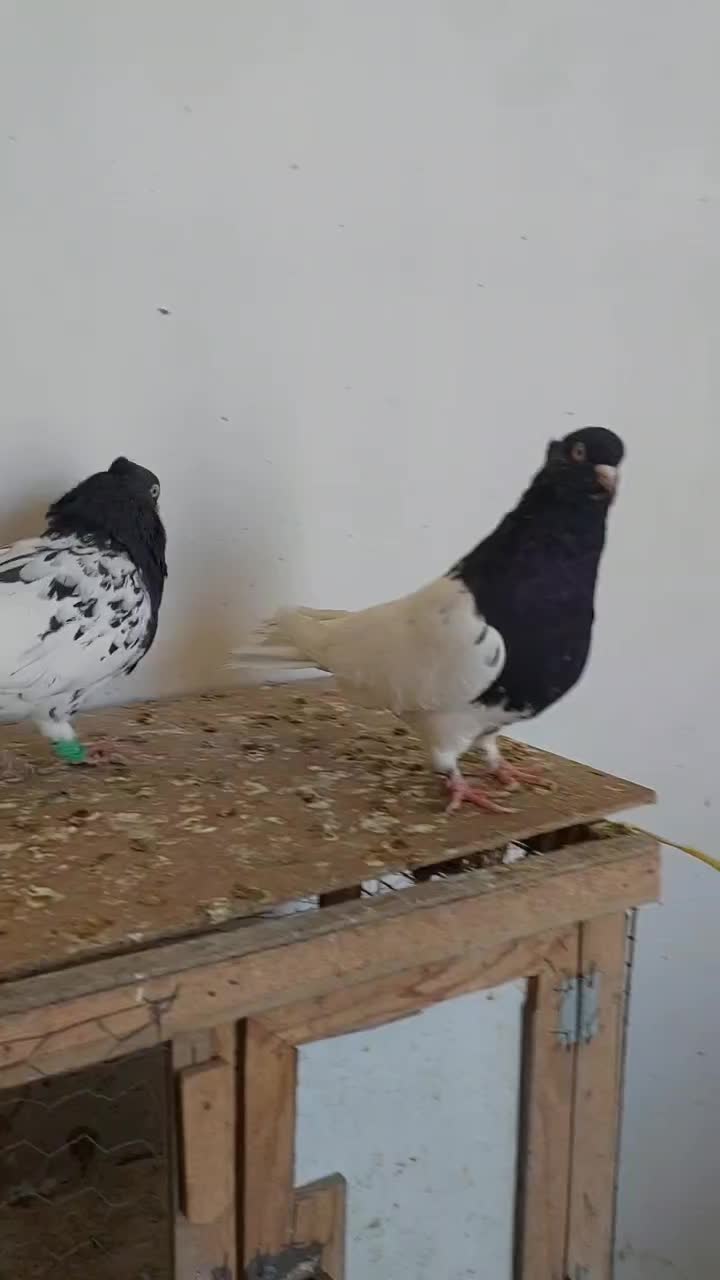 کله رنگه ، سینه سیاه|پرنده|مشهد, رضاییه|دیوار