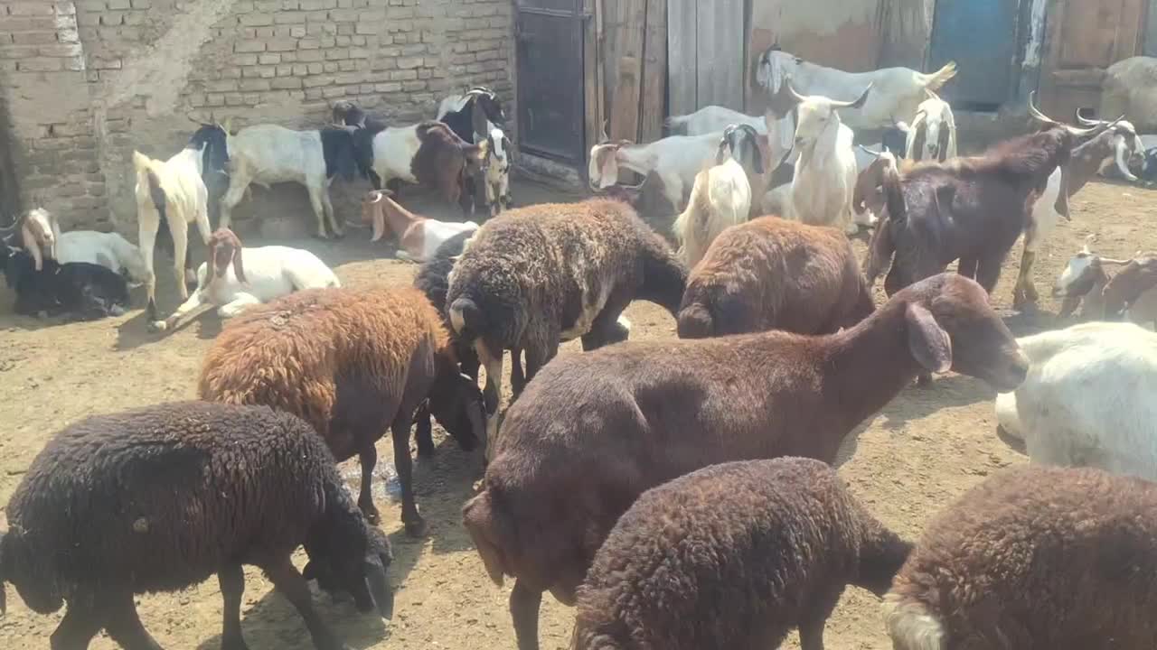 میش افشار ابستن با بره ۳۰ کیلویی بیست و شش ملییون|حیوانات مزرعه|تهران, هفده شهریور|دیوار