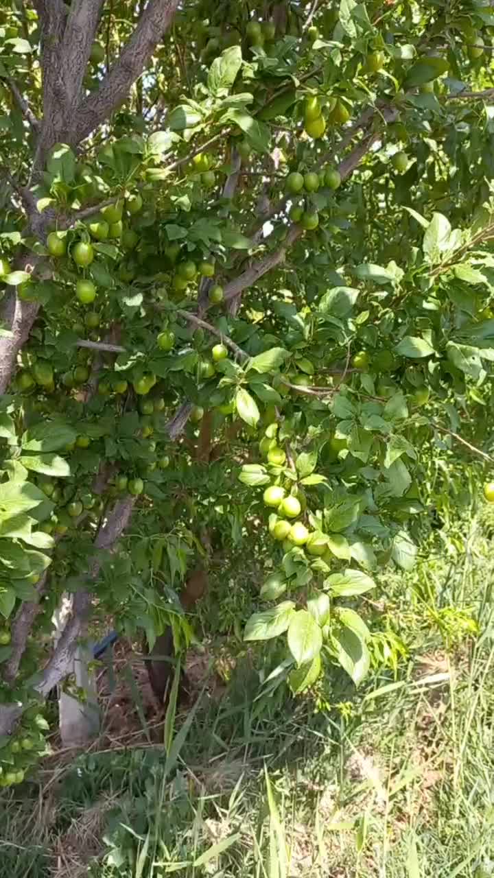 بهترین جابرای ویلا گلخانه ودامداری وپرورش ماهی|فروش دفتر صنعتی، کشاورزی، تجاری|کوهین, |دیوار