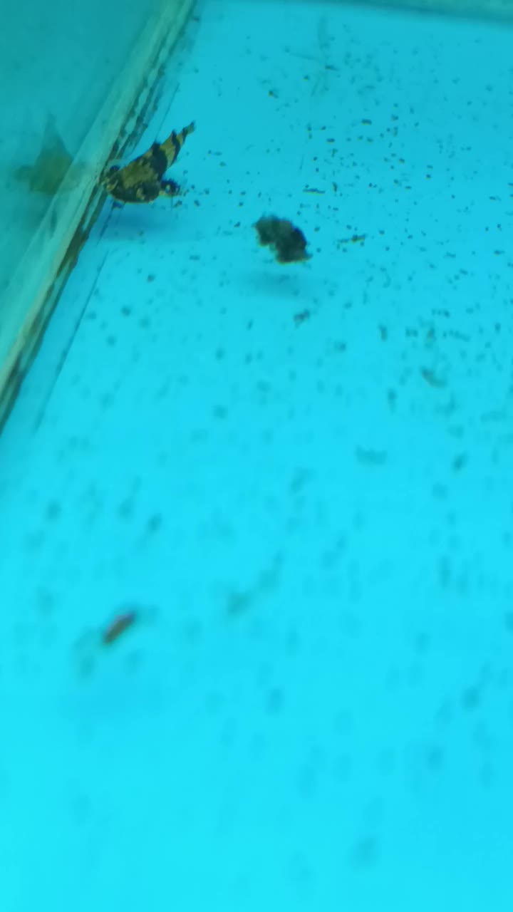 کت اکاسیس یه کت محبوب|ماهی|کرج, عظیمیه|دیوار