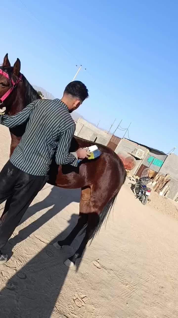 اسب مادیون|اسب و تجهیزات اسب‌سواری|کاشمر, |دیوار