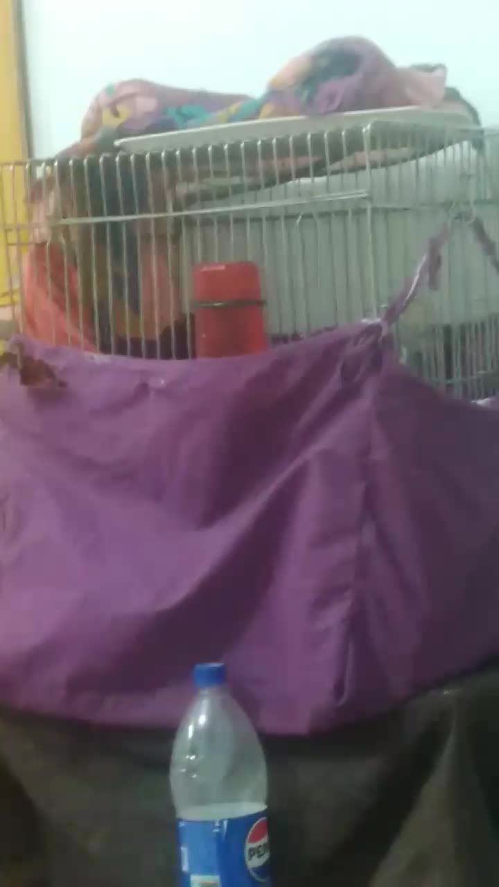 عروس|پرنده|تهران, خاک سفید|دیوار