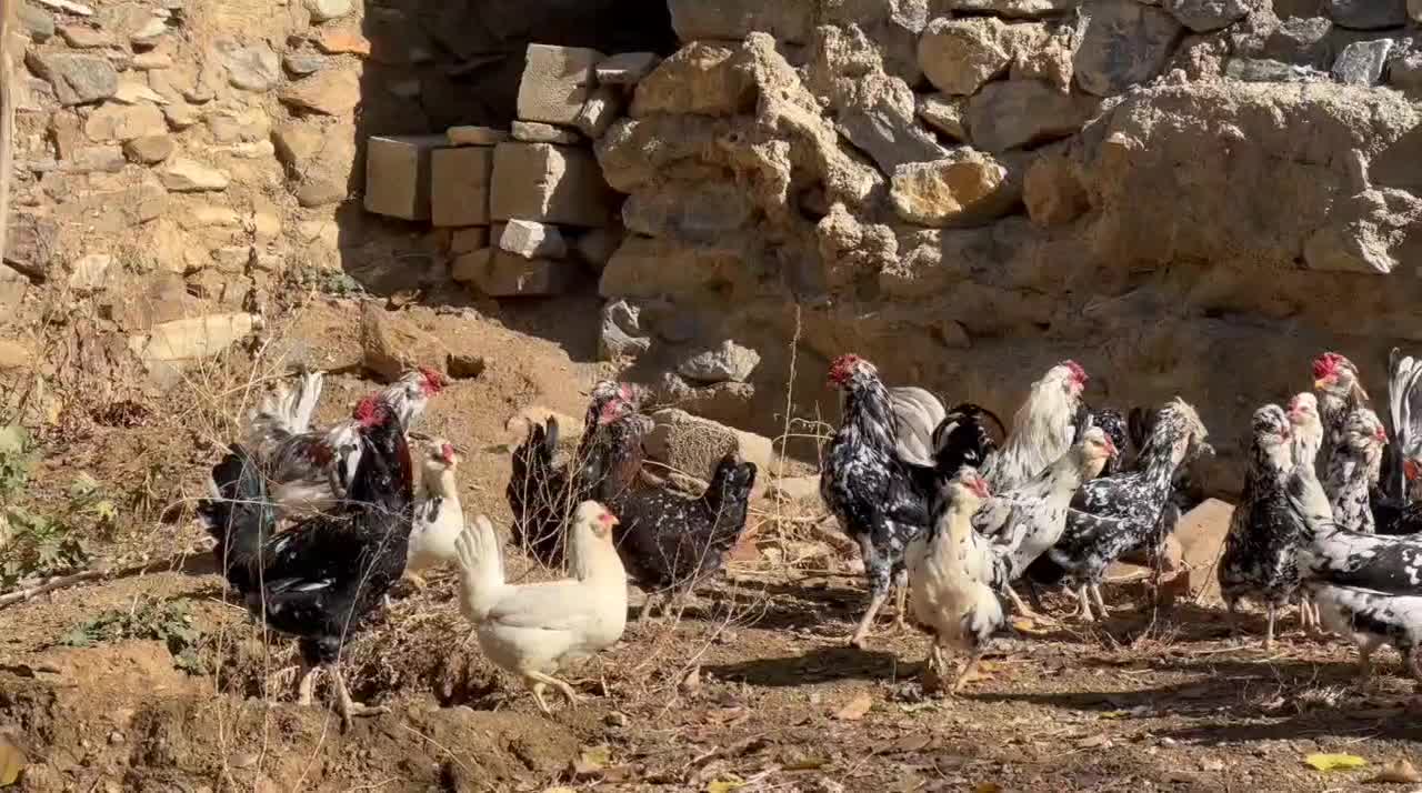 تخم نطفه دار از مولدین بالا گلین پنگوینی|حیوانات مزرعه|بانه, |دیوار