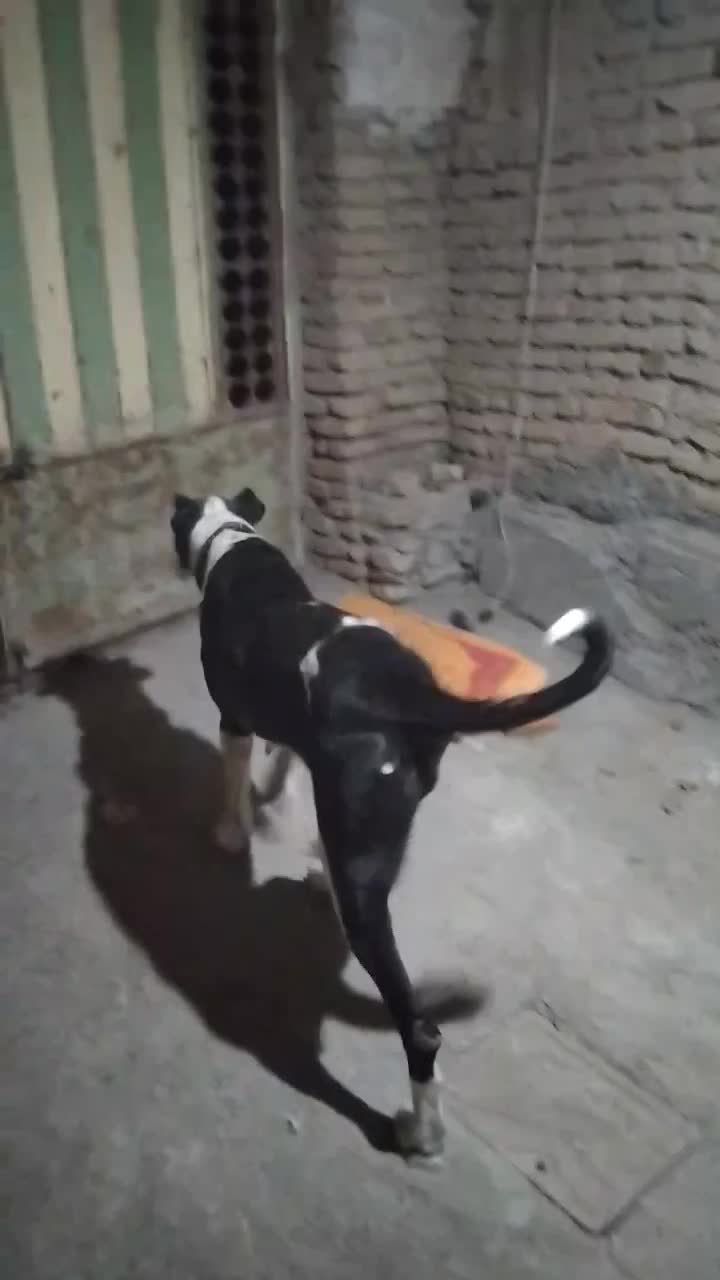 دله یک ساله و گلگی|سگ|تربتحیدریه, شهرک ولیعصر|دیوار