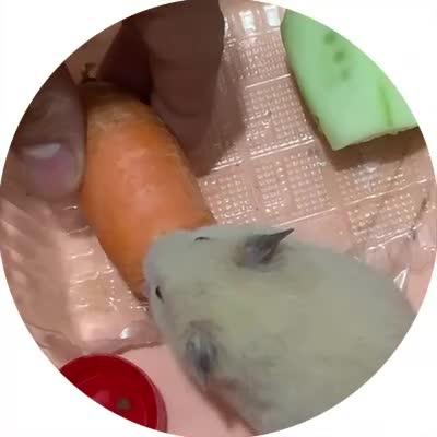 همستر دستی بچه|موش و خرگوش|مشهد, ثامن|دیوار