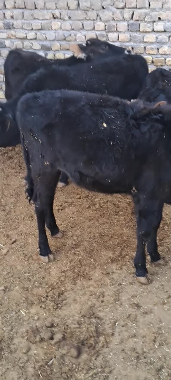 گوساله نر و ماده|حیوانات مزرعه|لوشان, |دیوار