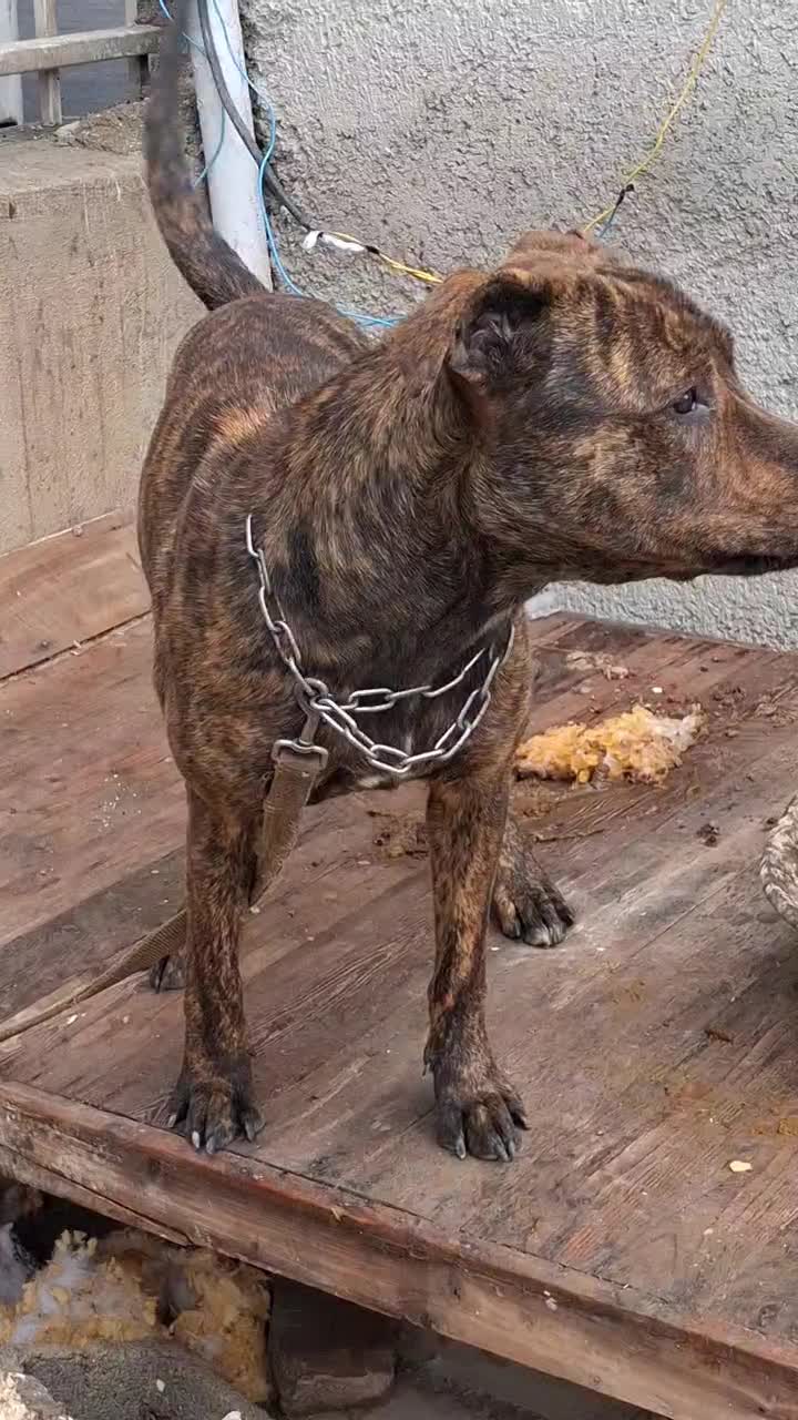 سگ پیت بول|سگ|مشکین‌دشت, |دیوار