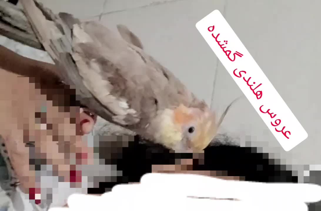 عروس هلندی گمشده|پرنده|شیراز, سعدیه شمالی|دیوار