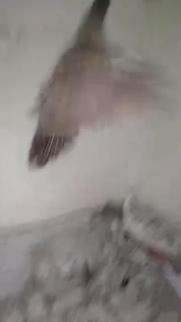 طاووس شکلاتی شانه سیاه ، اوپال و ویولت ، لیدی|پرنده|کاشمر, |دیوار