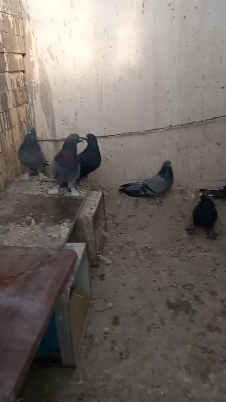 بوم کبوتر پر|پرنده|بروجن, |دیوار