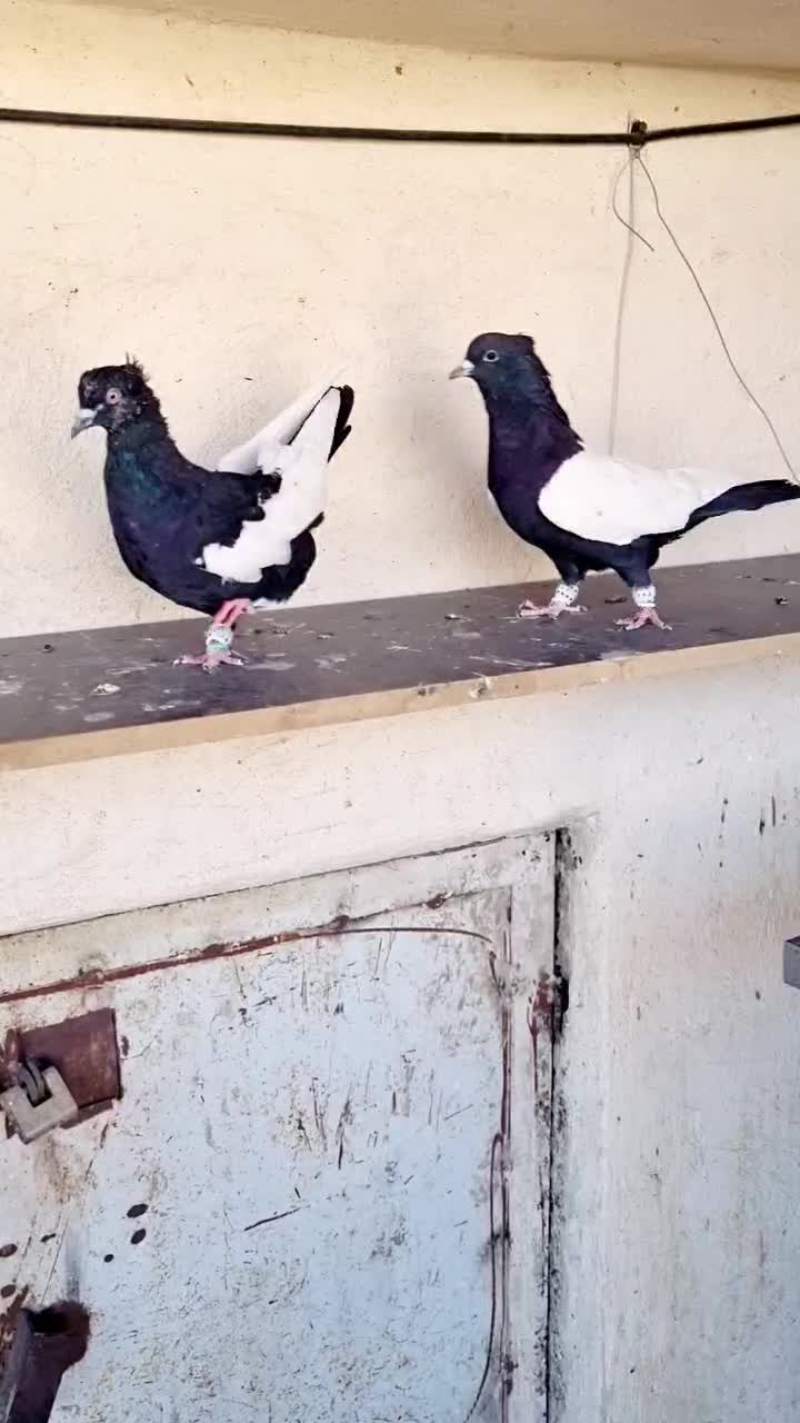 ۲تا کبوتر سینه سیاه باهم|پرنده|شیراز, نیستان|دیوار