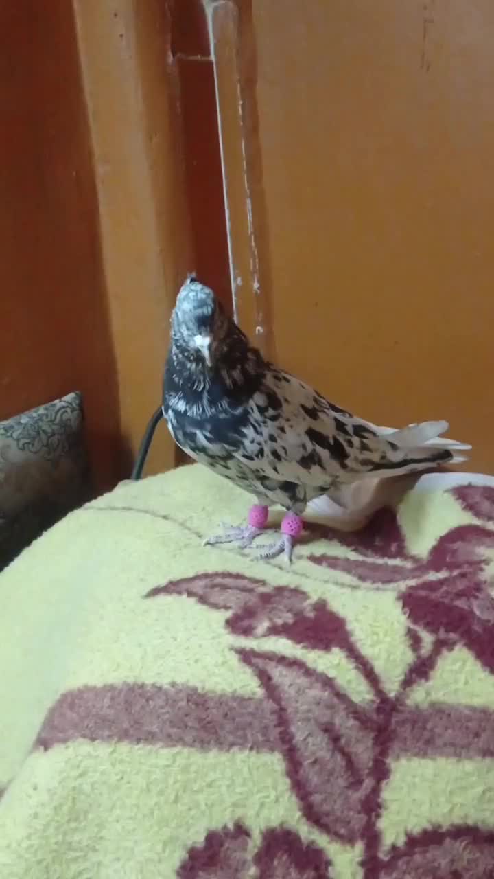 کوهی نر|پرنده|کارون, |دیوار