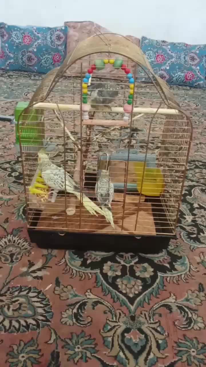 عروس هلندی خاص|پرنده|قم, سراجه (۱۵ خرداد)|دیوار