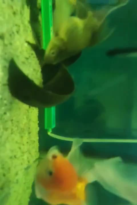 ماهی گلدفیش|ماهی|فردیس, منظریه|دیوار