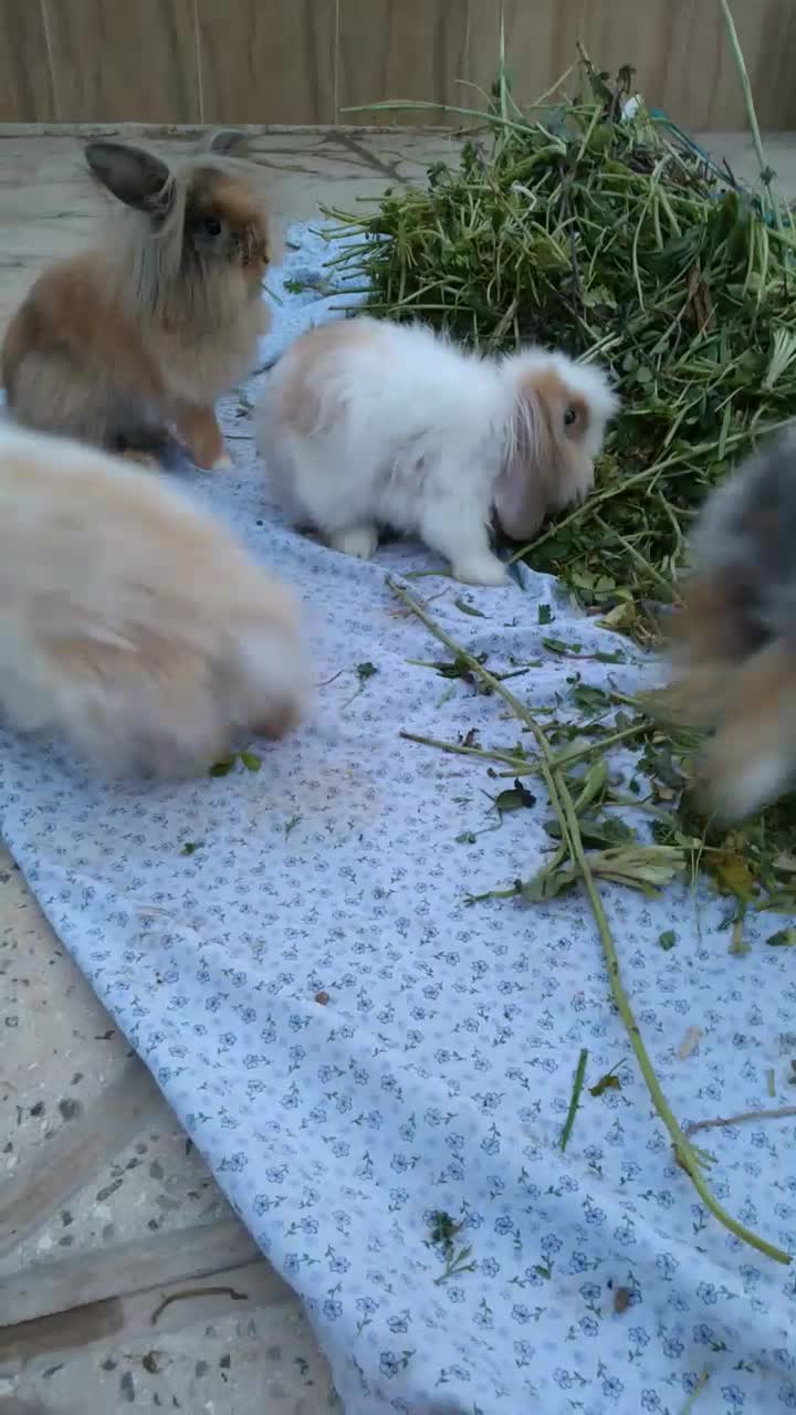 خرگوش فروشی|موش و خرگوش|خلیل آباد, |دیوار