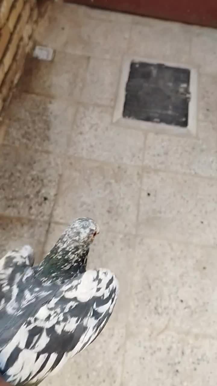 کفتر|پرنده|کاشمر, |دیوار