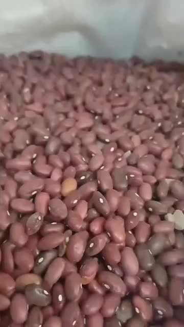 لوبیا چشم بلبلی کیلو ۱۹۵.   قرمز ۲۷۰.   چیتی ۲۷۰|عمده‌فروشی|یاسوج, |دیوار