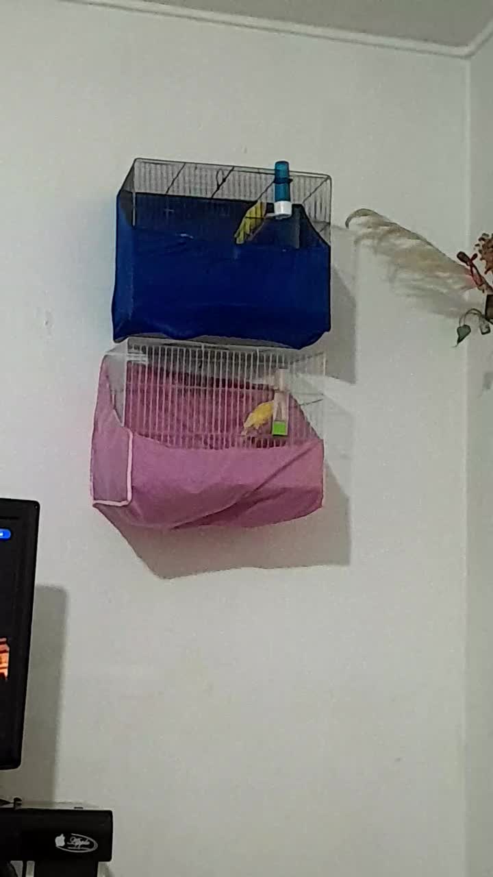 قناری بخون با صدای بلند رسمی بلند لیمویی|پرنده|مشکین‌دشت, |دیوار