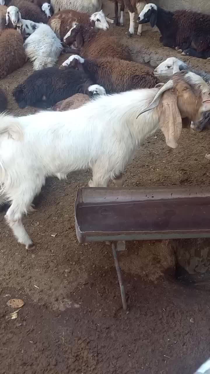 نر بز نژدی|حیوانات مزرعه|بروجرد, |دیوار