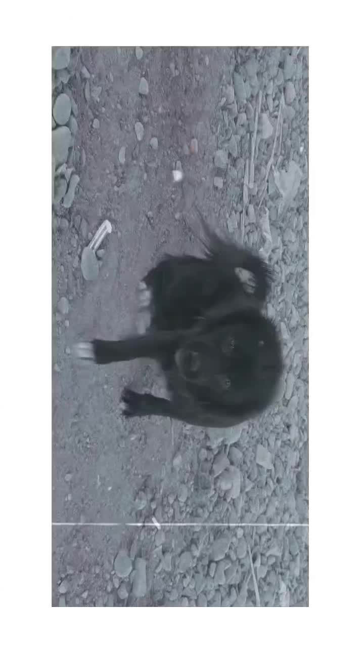 سگ پشمالو|سگ|تهران, صفا|دیوار