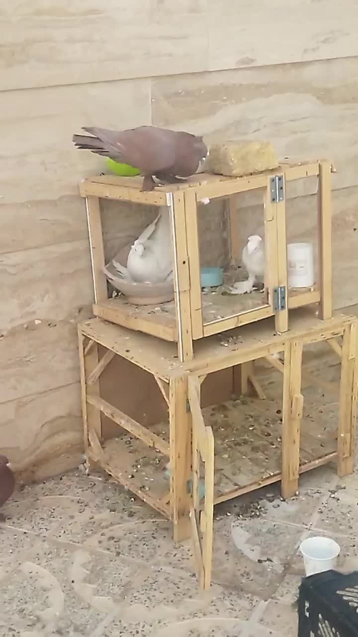 کبوتر راعبی|پرنده|قم, بکایی|دیوار