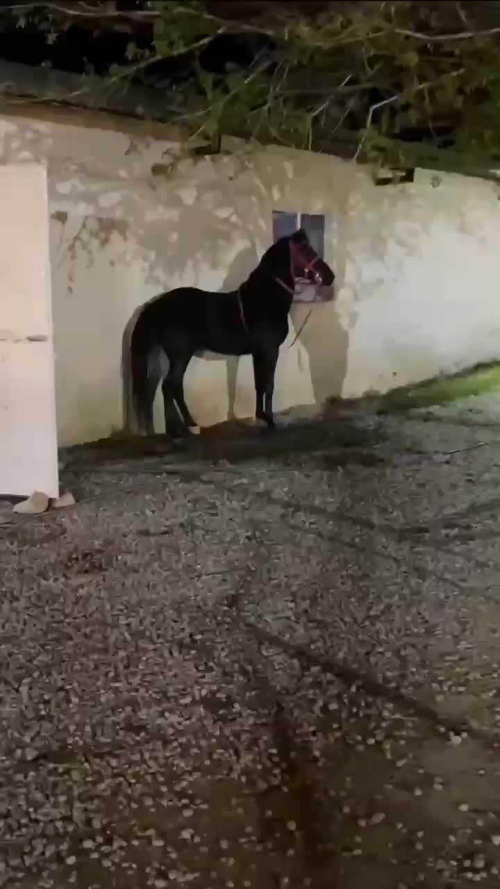 اسب|اسب و تجهیزات اسبسواری|تهران, بلورسازی|دیوار