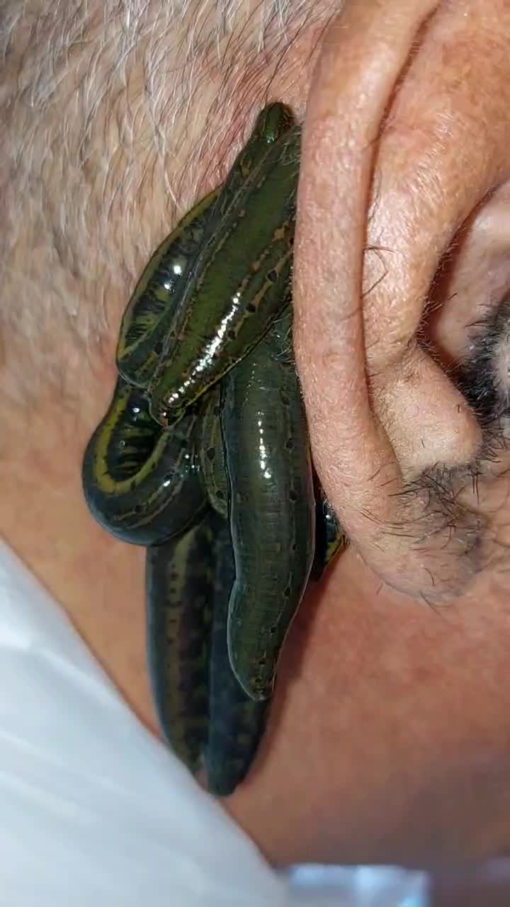 زالو زالو طبی با گیرایی بالا فروش زالو زالو درمانی|خزنده|شیراز, پانصد دستگاه ارتش|دیوار