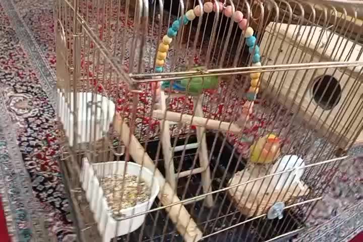 طوطی برزیلی|پرنده|چهاردانگه (تهران), |دیوار