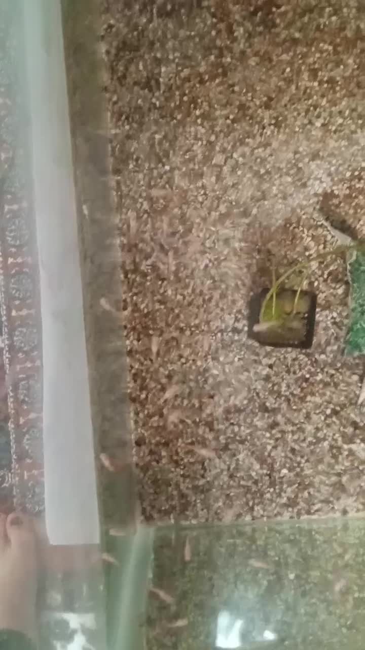 بچه گوپی ۳۵ عدد|ماهی|ارومیه, |دیوار