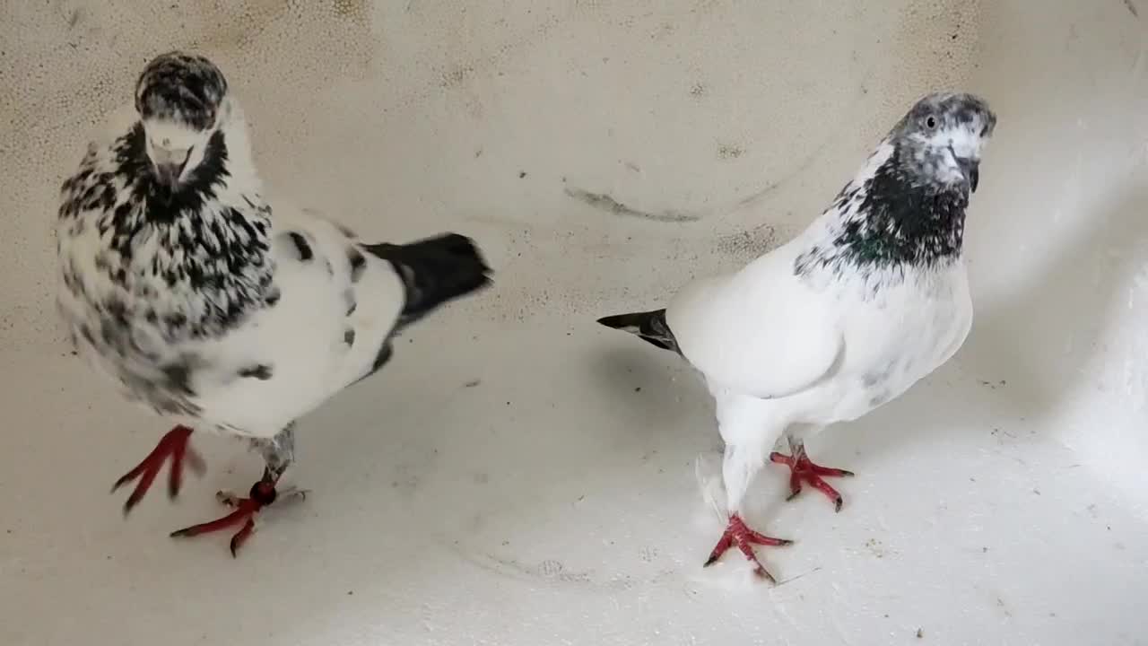 جفت دهن جور|پرنده|رشت, انصاری|دیوار