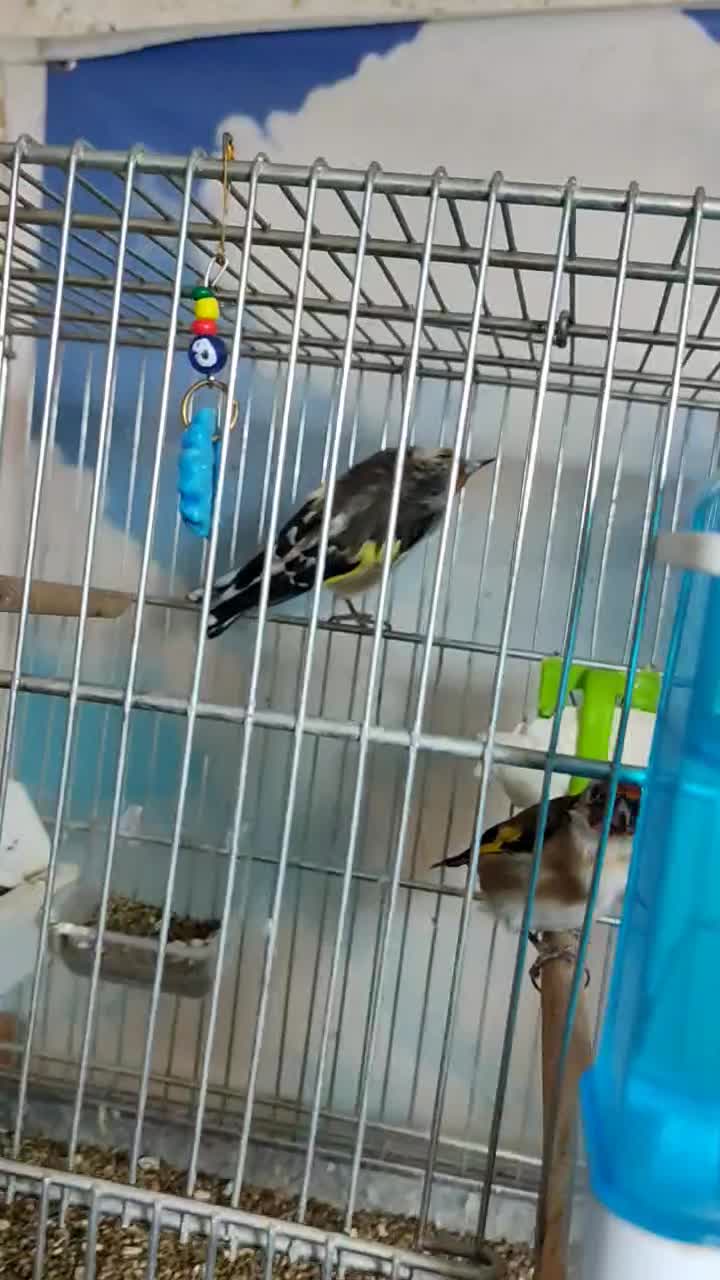 سهره|پرنده|قزوین, |دیوار