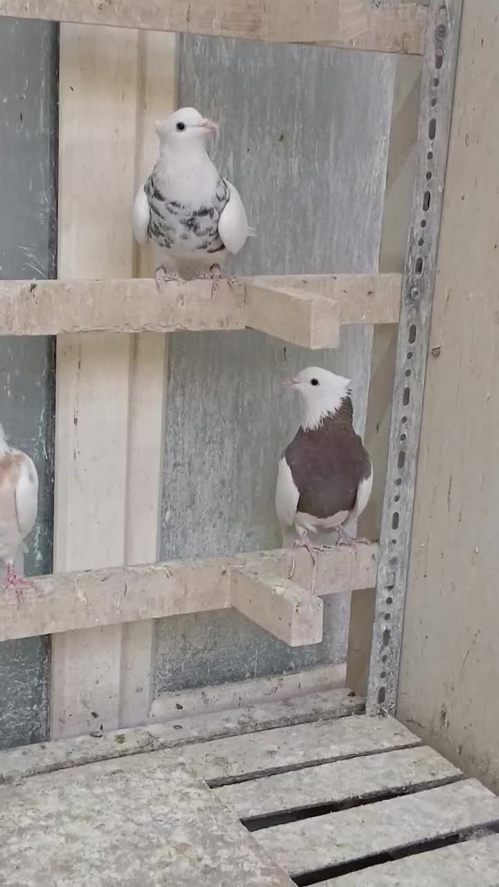 کبوترطوقی زیبا|پرنده|فولادشهر, مسکن مهر فولادشهر|دیوار
