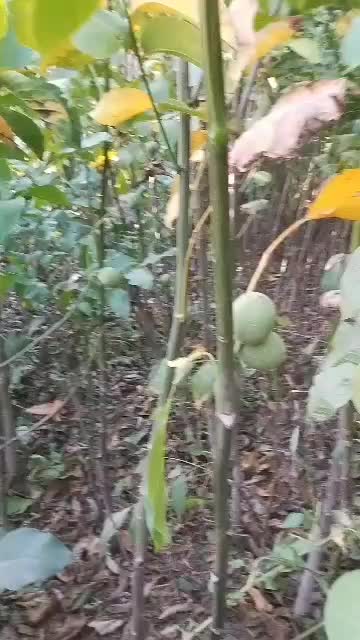 نهال گردو بادام هلو زردآلو آلو آلبالو گیلاس سیب|خدمات باغبانی و درختکاری|اسدآباد, |دیوار