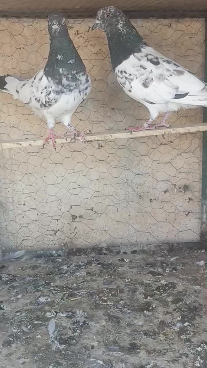 حرف ندارن|پرنده|دهلران, |دیوار