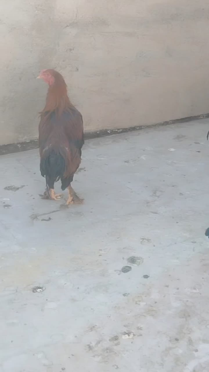 جوانه خروس امپراتور|حیوانات مزرعه|سبزوار, شرق کال عیدگاه|دیوار