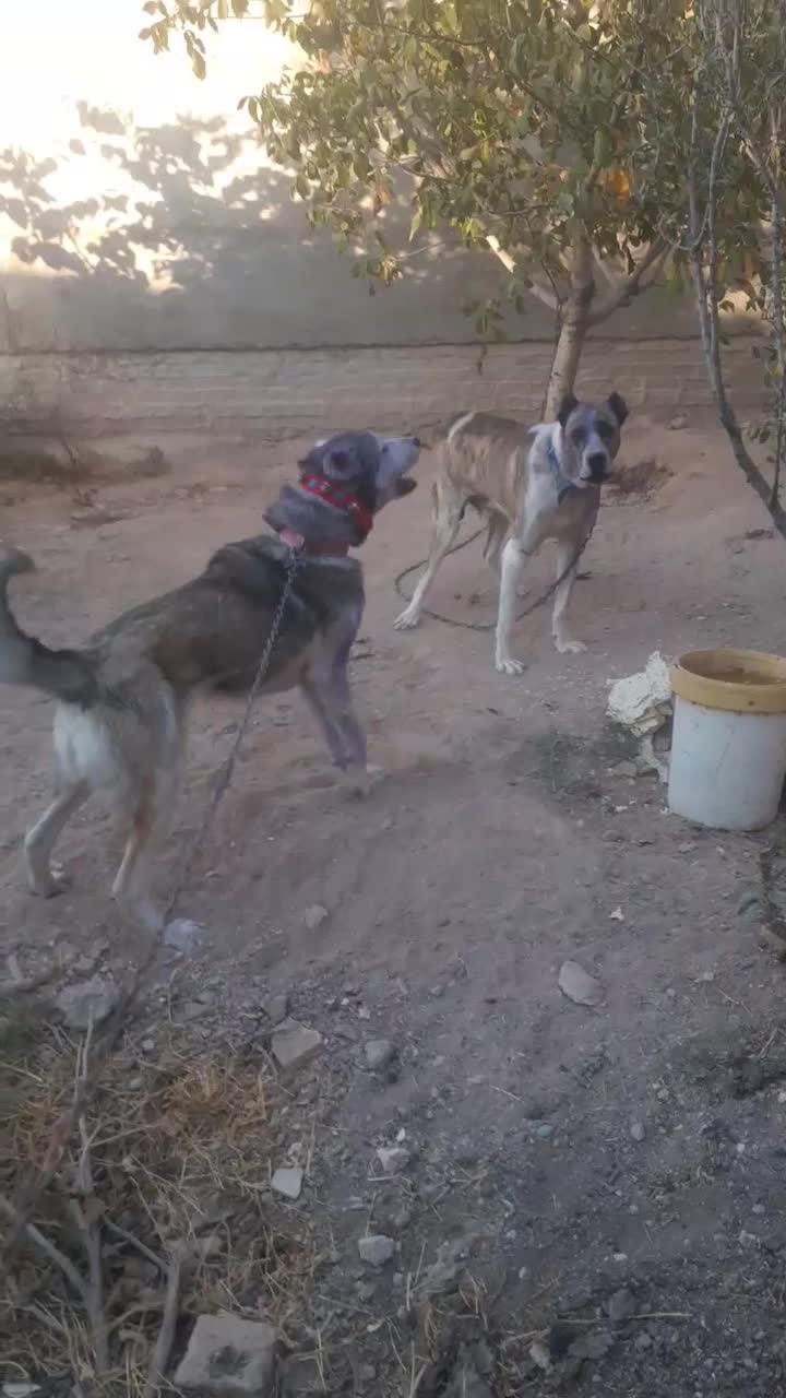 هسگی|سگ|کوهین, |دیوار