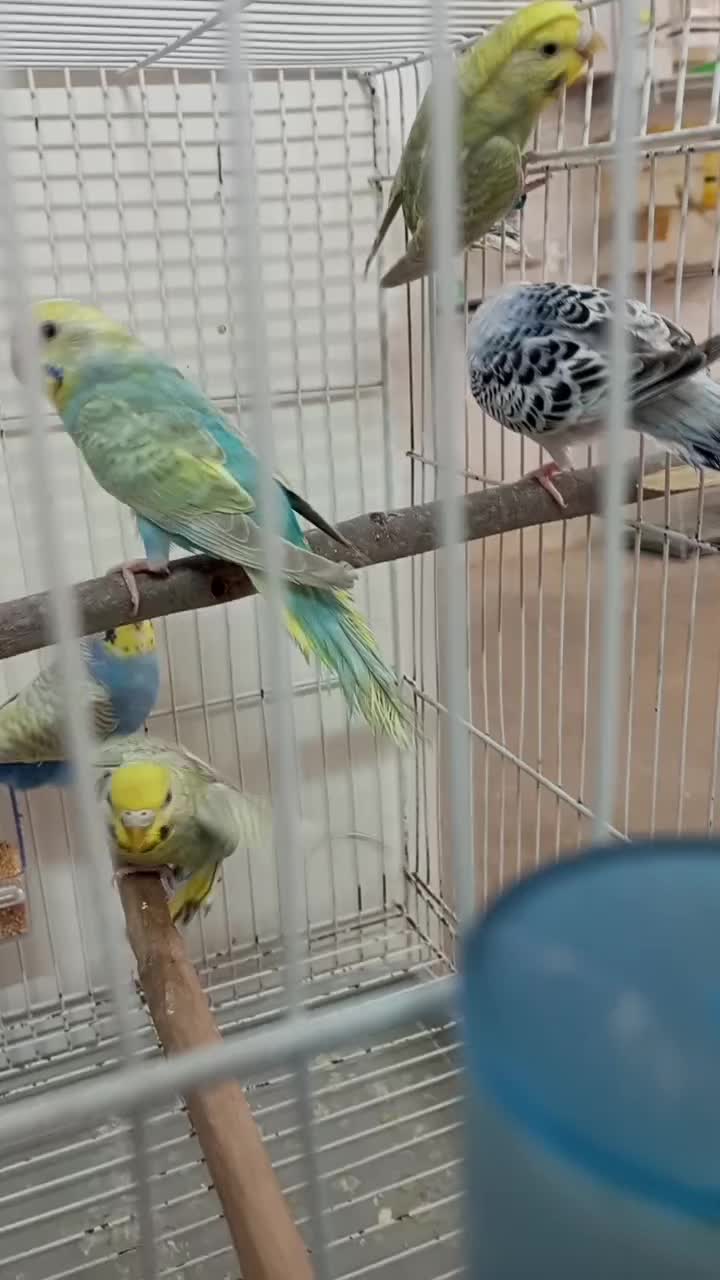 مرغ عشق رینبو|پرنده|گنبد کاووس, |دیوار