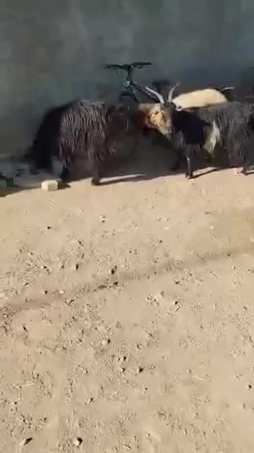 بز چاق بره کهره چاق|حیوانات مزرعه|شیراز, آبیاری|دیوار