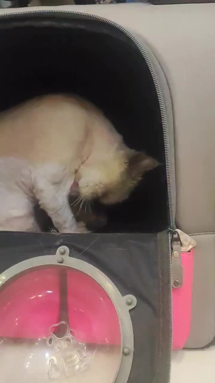 اصلاح و شستشو سگ و گربه|خدمات پیشه و مهارت|زنجان, |دیوار