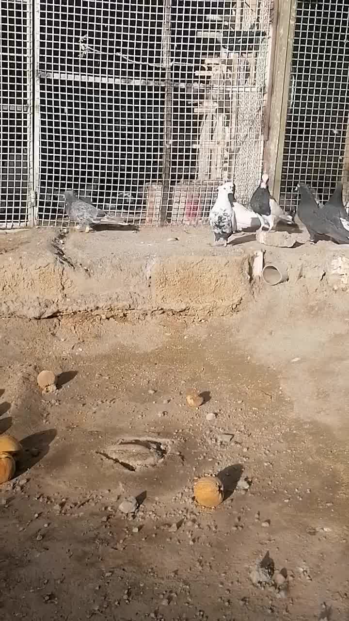 کفتر|پرنده|کامفیروز, |دیوار