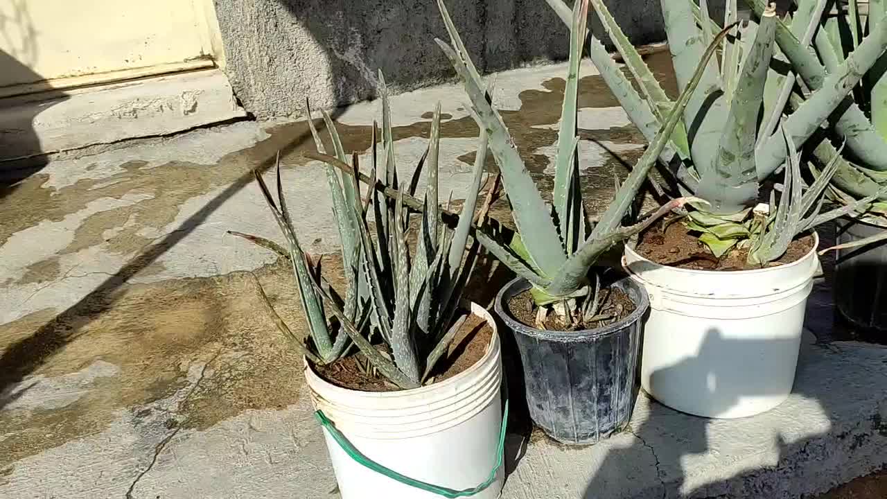 گل آلورا|گل و گیاه طبیعی|محمدیه-قزوین, |دیوار