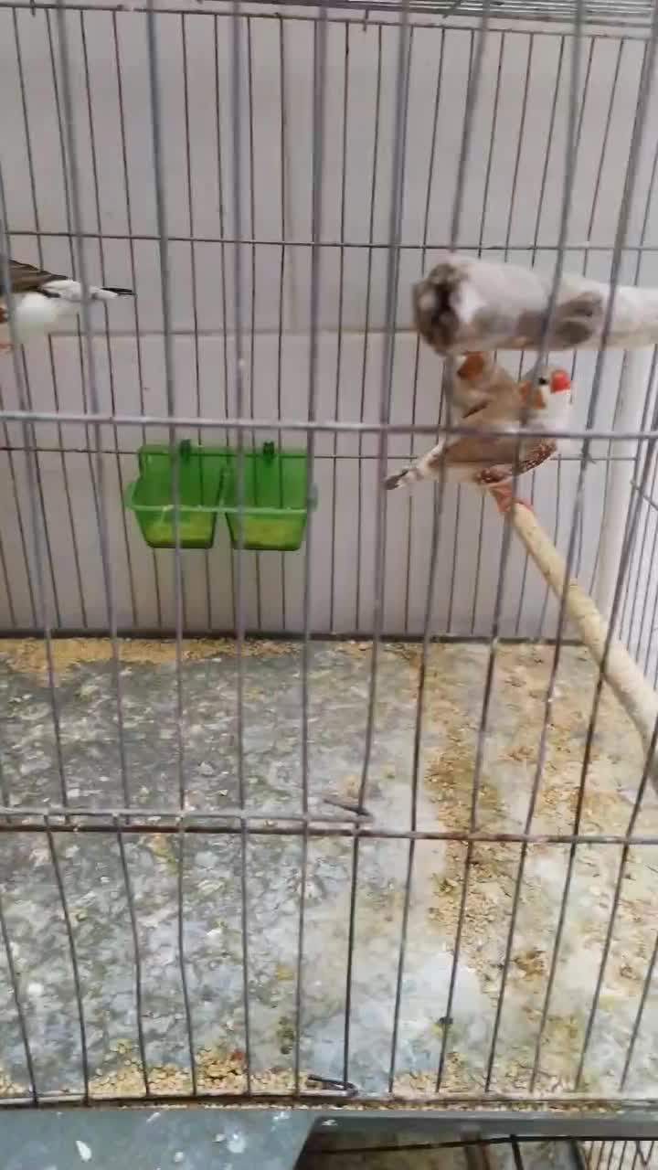 فنچ انگلیسی و پنگوئنی|پرنده|بندرعباس, |دیوار