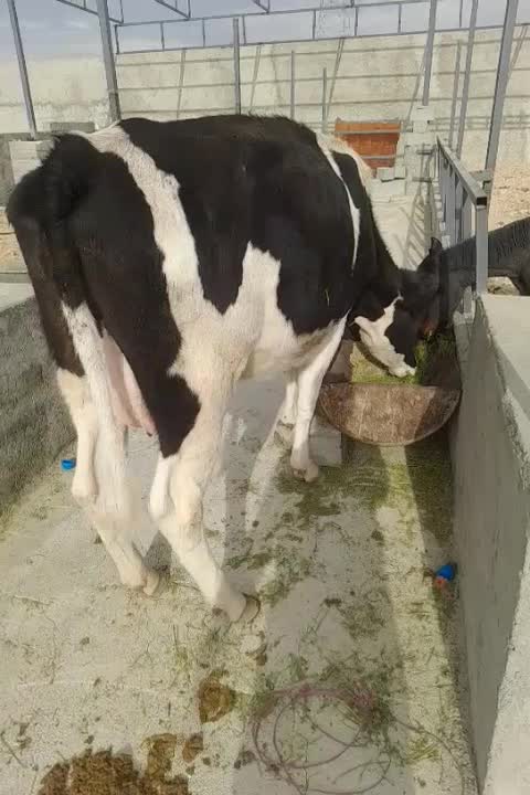 گاو گوساله نوبر شیری جنس خالص ۱۱۵ ملیون|حیوانات مزرعه|شیراز, بید زرد|دیوار